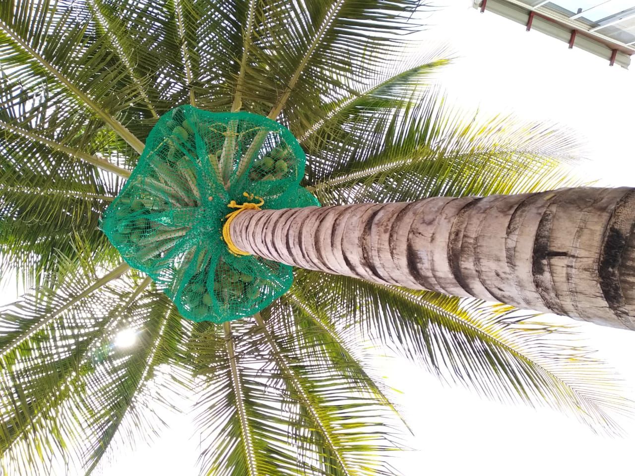 Coconut Tree Net